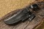 Bushcraft Leather Black Back